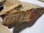 Pinna sp.