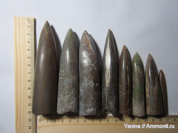 белемниты, головоногие моллюски, Украина, belemnites