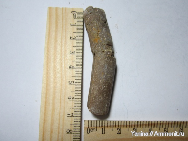 белемниты, головоногие моллюски, Украина, belemnites