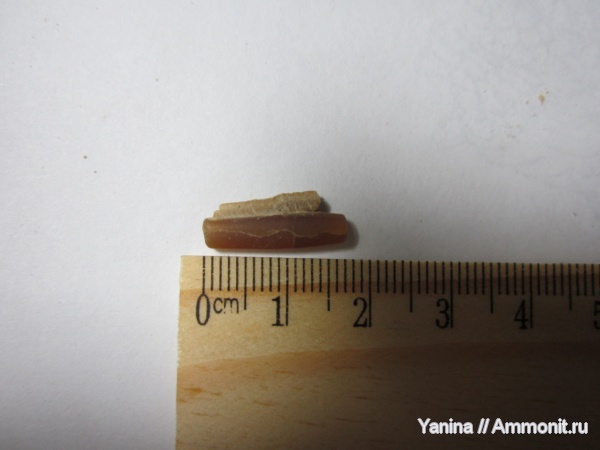 белемниты, головоногие моллюски, Serpula, Украина, belemnites