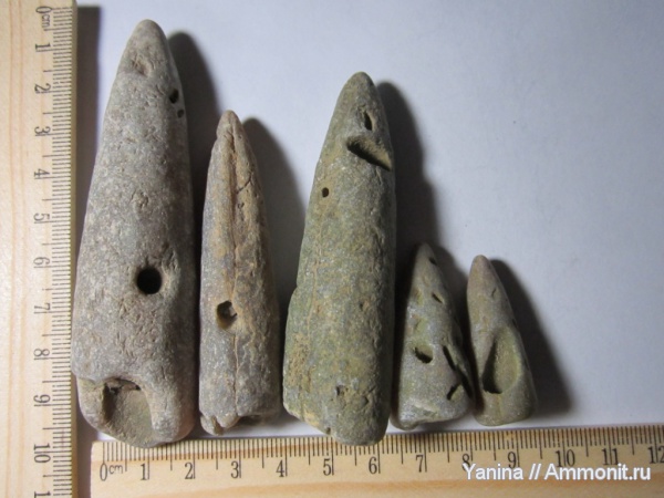 белемниты, головоногие моллюски, Украина, belemnites