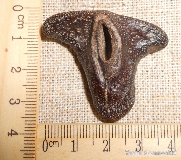 Hybodus