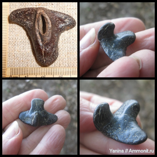 Hybodus