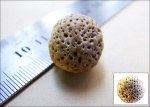 Губка, Carpospongia globosa