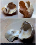 Gryphaea /?/