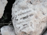 Коралл