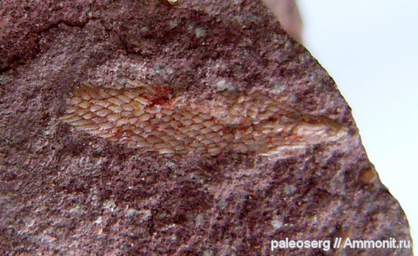 девон, Devonian, Ленинградская область, наровский горизонт, Psammolepididae