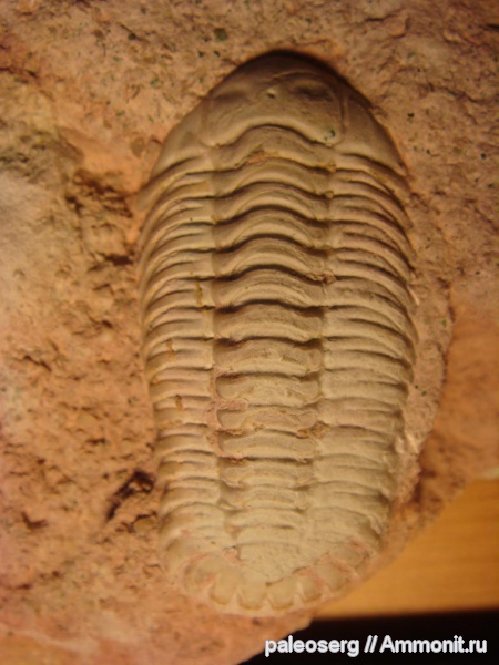 трилобиты, ордовик, Ленинградская область, Diaphanometopus volborthi, Diaphanometopus, Diaphanometopidae, Ordovician