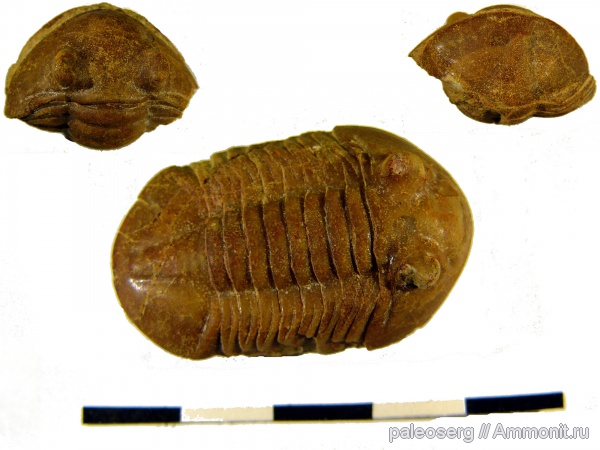 трилобиты, ордовик, Asaphus, Ленинградская область, Asaphus bottnicus, Ordovician