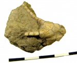 Hoplocrinus dipentas (Leuchtenberg)