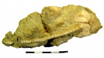 Hoplocrinus heckeri Männil