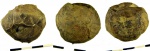 Hemicosmites sp.