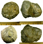 Cheirocrinus penniger (Eichwald)