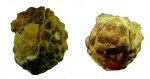 Protocrinites oviformis Eichwald