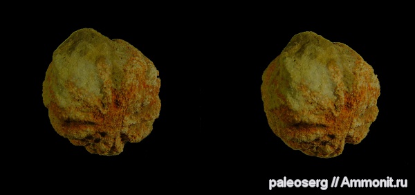 ордовик, губки, Ленинградская область, стереофотографии, Caryospongia, Ordovician