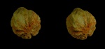 Caryospongia diadema (Klöden, 1834)