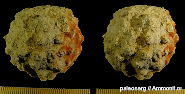 ордовик, губки, Ленинградская область, стереофотографии, Carpospongia, Ordovician