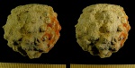Carpospongia langei Von Hacht, 1994