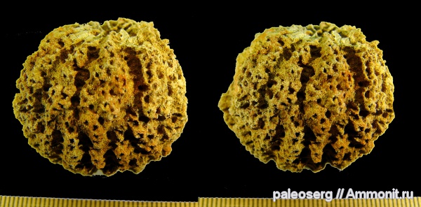 ордовик, губки, Ленинградская область, стереофотографии, Astylospongia, Ordovician