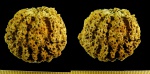 Astylospongia praemorsa (Golgfuss, 1826)