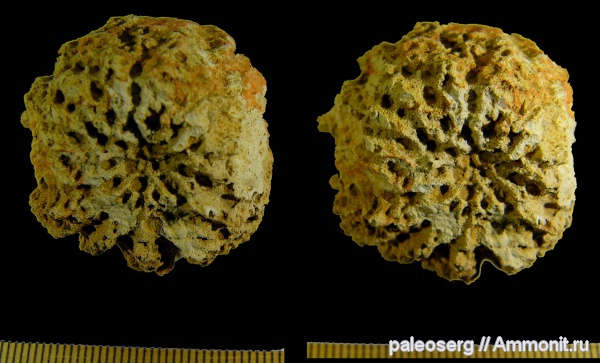 ордовик, губки, Ленинградская область, стереофотографии, Astylospongia, Ordovician