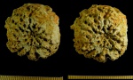 Astylospongia praemorsa (Golgfuss, 1826)