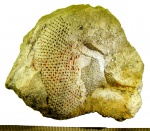 Tettragonis murchisoni Eichwald, 1861