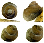 Cyclonema sp.