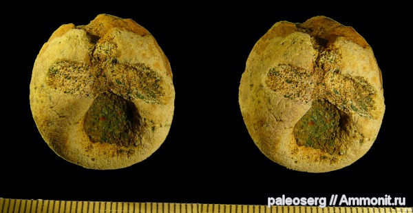 ордовик, губки, Ленинградская область, р. Тосна, Siphonia cylindrica, Siphonia, Ordovician