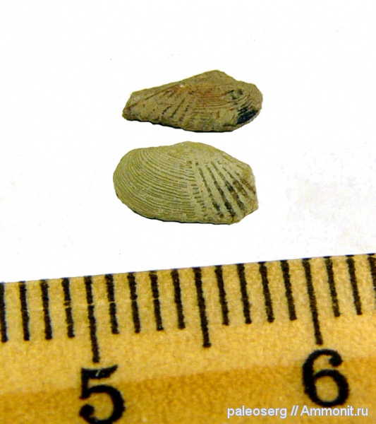 ордовик, двустворчатые моллюски, Ленинградская область, Ordovician