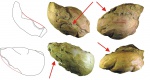 "Укушенный" Illaenus sp.