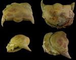 Dysplanus sp.