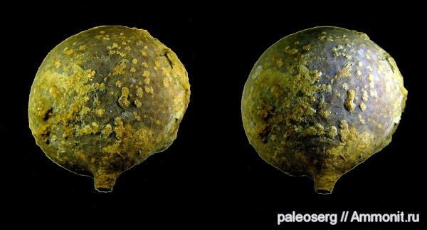 иглокожие, ордовик, Echinosphaerites, Ленинградская область, стереофотографии, ромбиферы, Echinosphaerites pirum, Ordovician