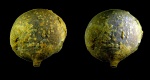 Echinosphaerites pirum Jaekel, 1899