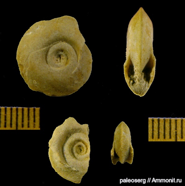гастроподы, ордовик, Ленинградская область, Ordovician
