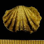 Platystrophia chama Eichwald, 1860
