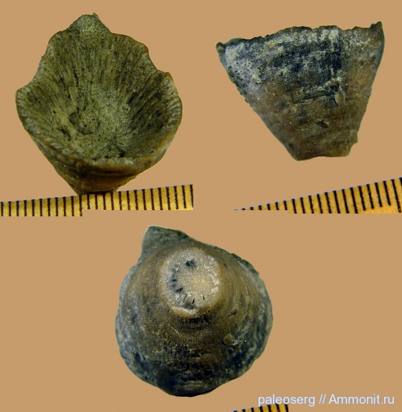 ордовик, ругозы, Ленинградская область, Brachyelasma, Ordovician