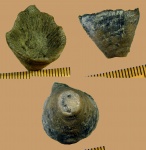Ругоза Brachyelasma sp.