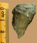 Ругоза Brachyelasma sp. вид сбоку