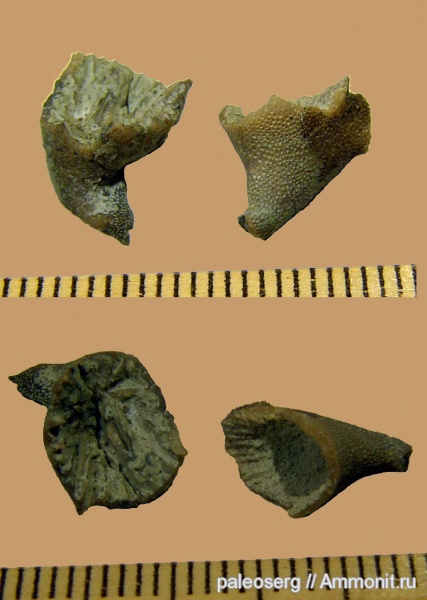 ордовик, ругозы, Ленинградская область, Brachyelasma, Ordovician