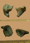 молодые ругозы Brachyelasma sp. и мшанки