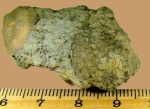 Гелиолитоидеи Protaraea sp.