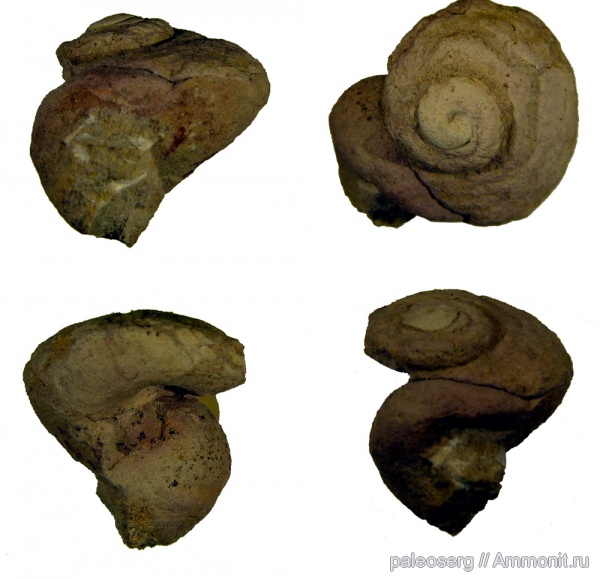 гастроподы, ордовик, р. Волхов, Ленинградская область, Ordovician