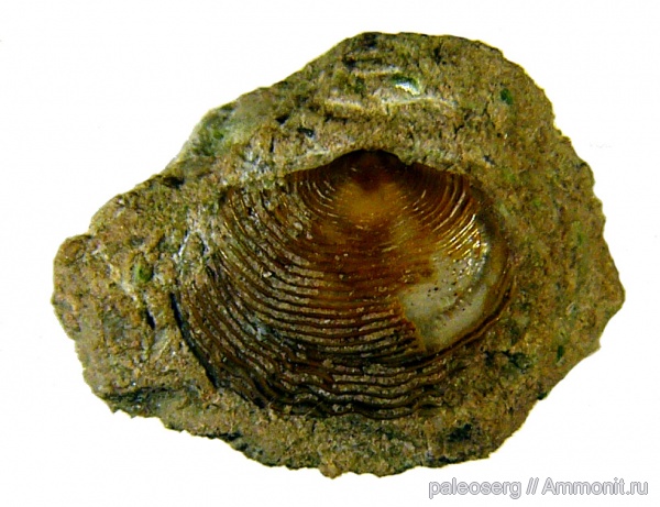 Liguliformea