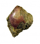 "Pseudolingula" sp. с сохранившимся цветом