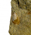 Leptembolon sp. (?) с сохранившейся окраской раковины