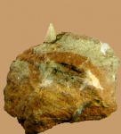 Torynelasma  sp.