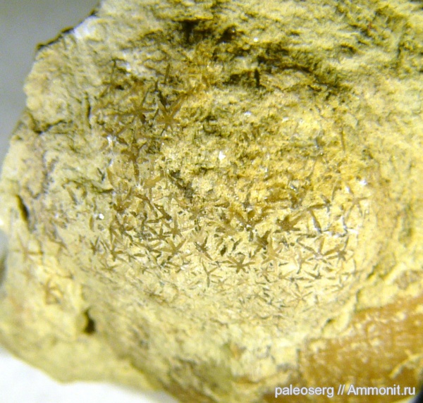 ордовик, губки, Вильповицы, Ленинградская область, Ordovician, astraeospongium