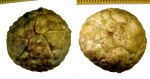 Protocrinites fragum Eichwald