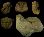 Ingriops trigonocephalus (Schmidt, 1881)